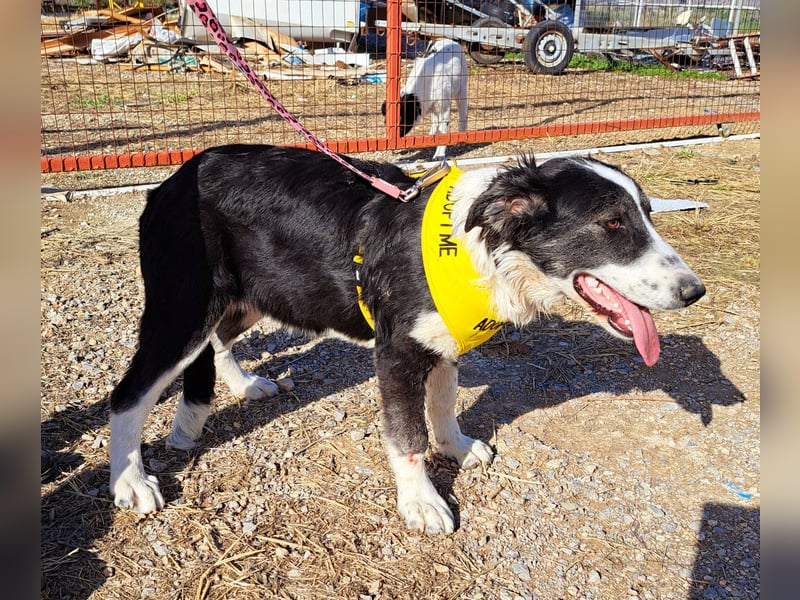  LOVEY – Ein fröhliches Lächeln wartet auf dich! 