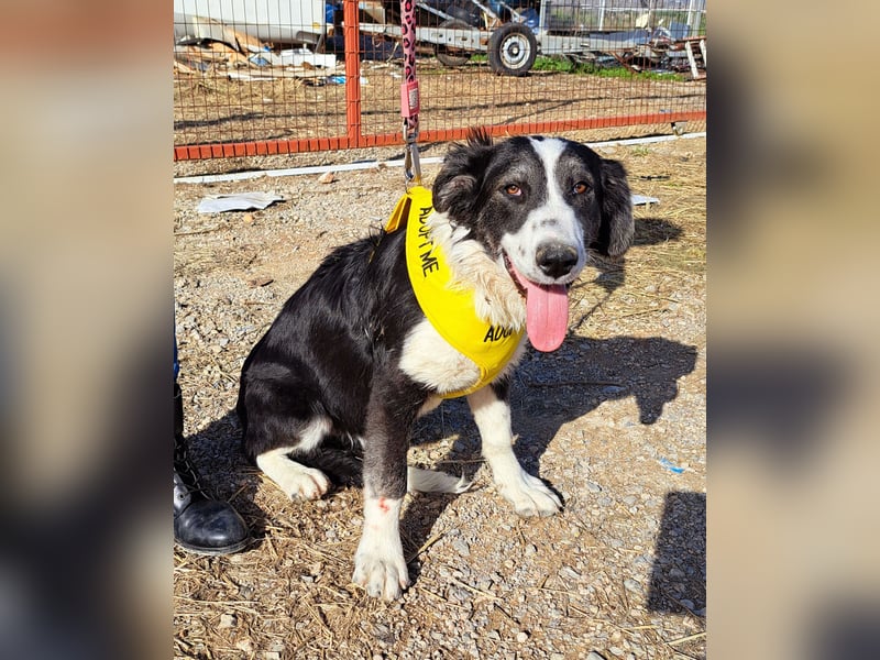  LOVEY – Ein fröhliches Lächeln wartet auf dich! 