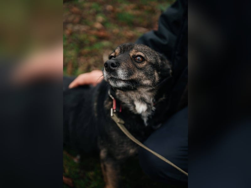 Cookie, geb 08/2024 - Sanfte Seele sucht nach Liebe