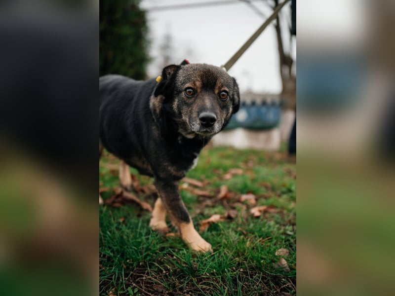 Cookie, geb 08/2024 - Sanfte Seele sucht nach Liebe