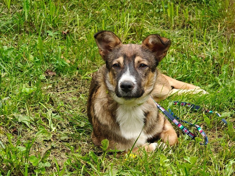 Berry, geb 02/25 -  Kleiner Wirbelwind mit großem Herz 
