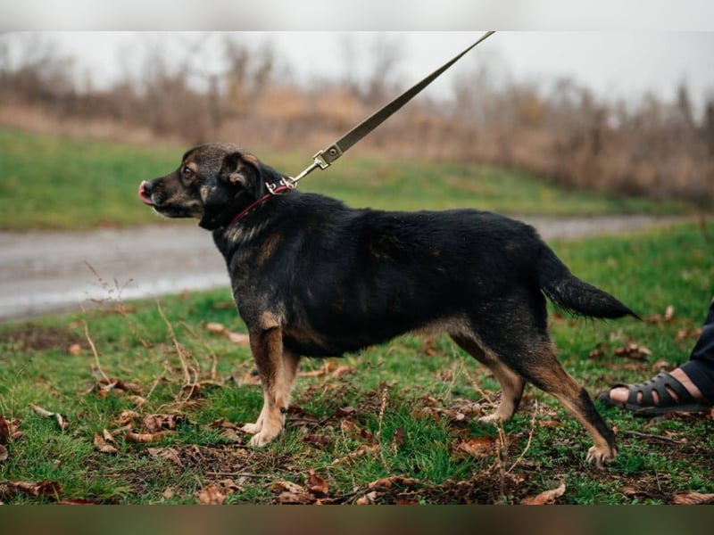 Cookie, geb 08/2024 - Sanfte Seele sucht nach Liebe