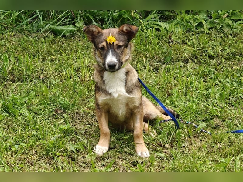 Berry, geb 02/25 -  Kleiner Wirbelwind mit großem Herz 