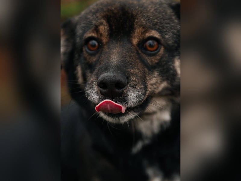 Cookie, geb 08/2024 - Sanfte Seele sucht nach Liebe