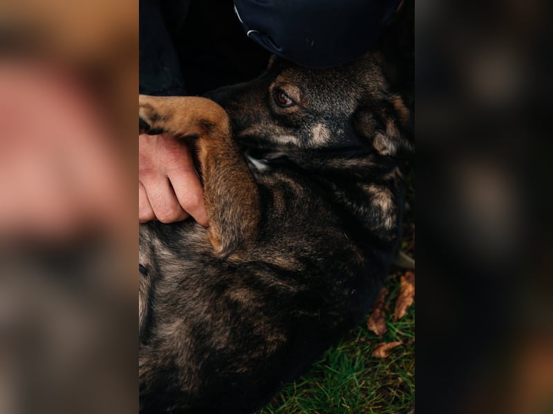 Cookie, geb 08/2024 - Sanfte Seele sucht nach Liebe