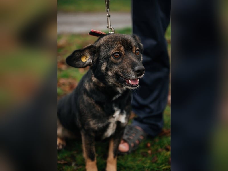 Cookie, geb 08/2024 - Sanfte Seele sucht nach Liebe