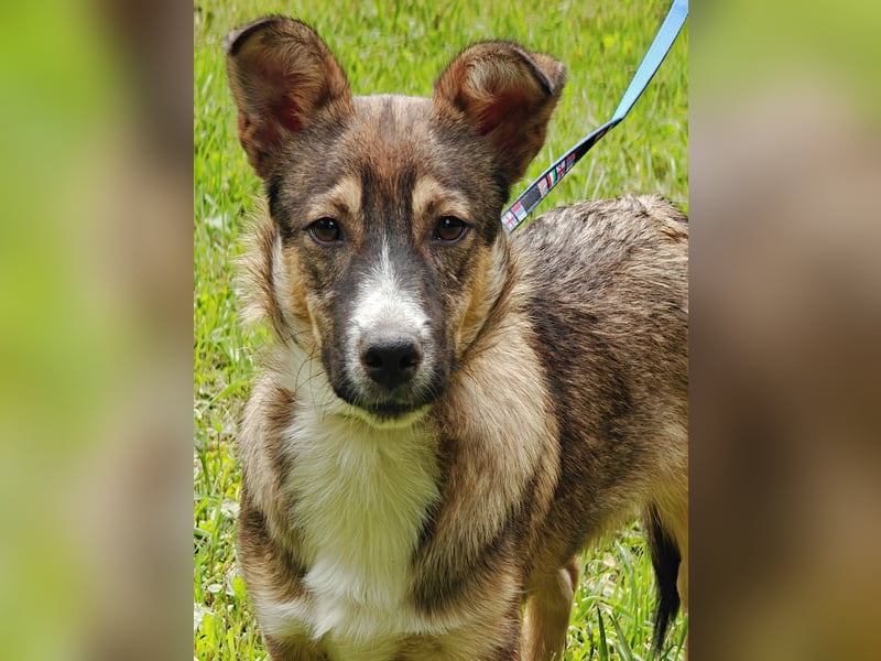 Berry, geb 02/25 -  Kleiner Wirbelwind mit großem Herz 