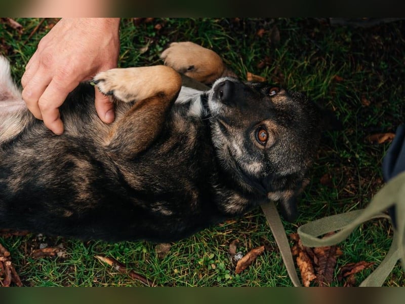 Cookie, geb 08/2024 - Sanfte Seele sucht nach Liebe