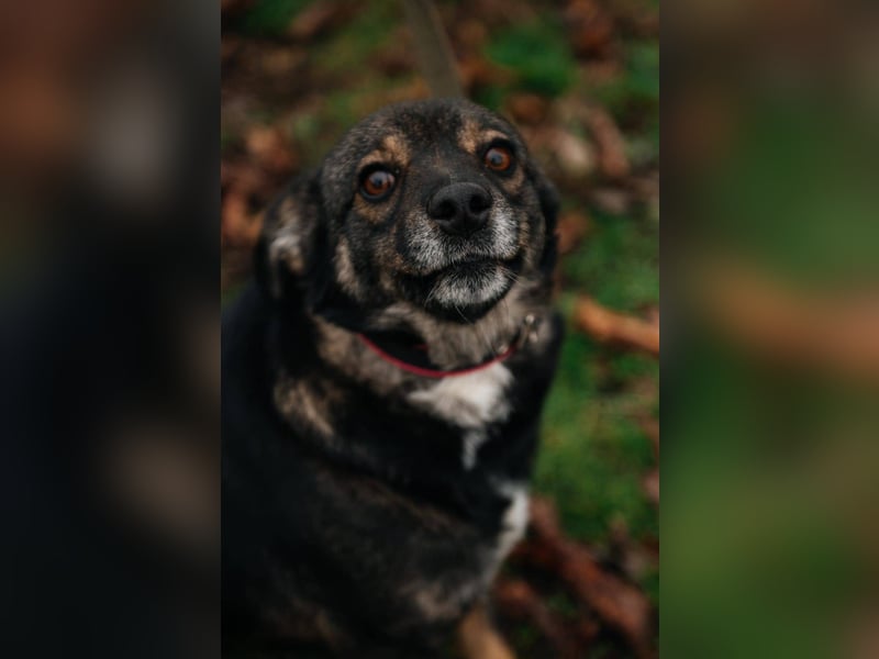 Cookie, geb 08/2024 - Sanfte Seele sucht nach Liebe