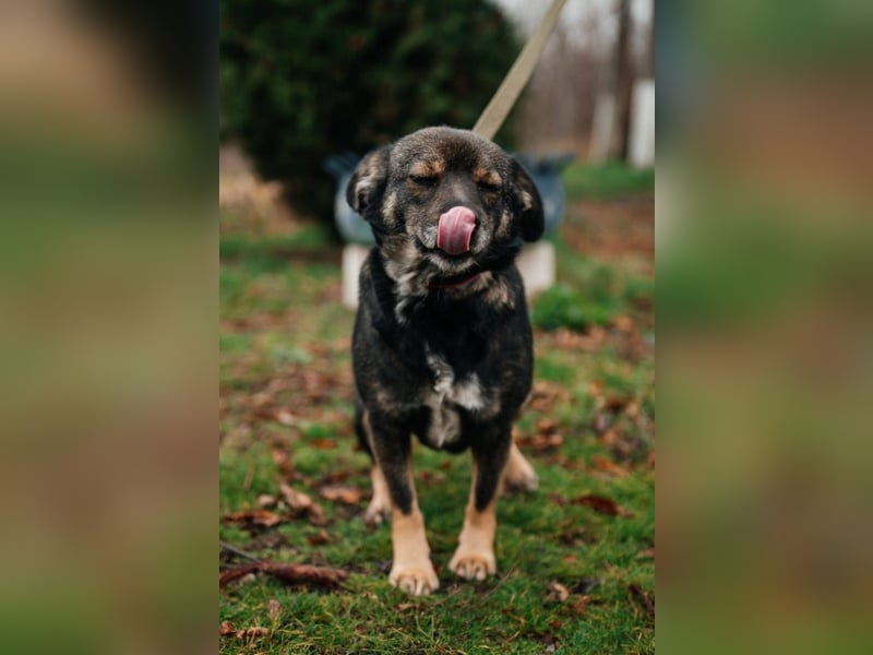 Cookie, geb 08/2024 - Sanfte Seele sucht nach Liebe