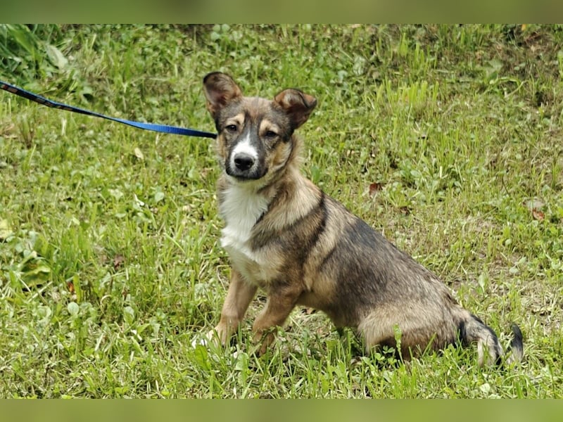 Berry, geb 02/25 -  Kleiner Wirbelwind mit großem Herz 