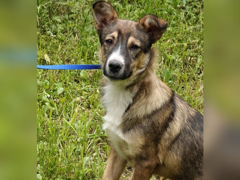 Berry, geb 02/25 -  Kleiner Wirbelwind mit großem Herz 