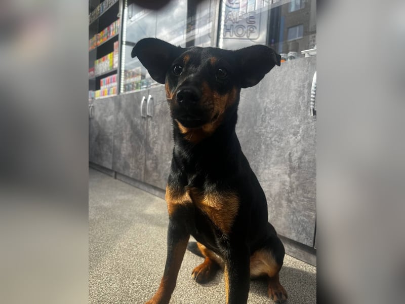 Candy *geb. 08/2024 – ein zärtliches kleines Mädchen sucht ein Herz, das sie halten möchte