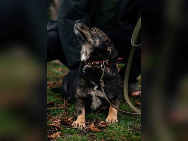 Cookie, geb 08/2024 - Sanfte Seele sucht nach Liebe