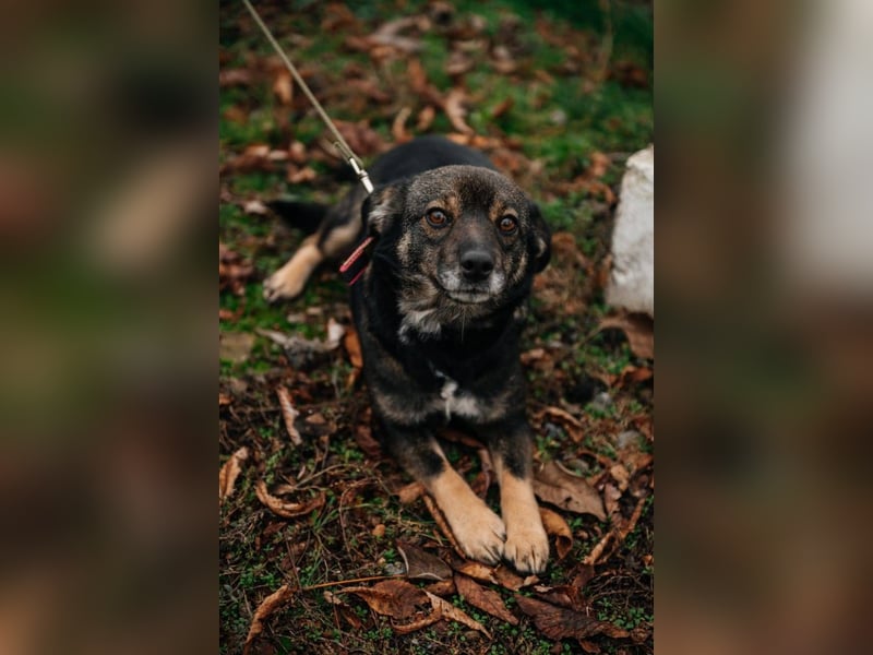 Cookie, geb 08/2024 - Sanfte Seele sucht nach Liebe