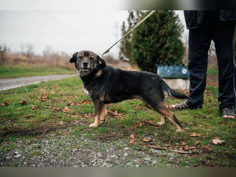 Cookie, geb 08/2024 - Sanfte Seele sucht nach Liebe