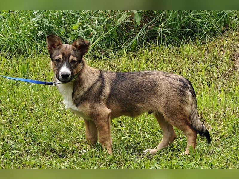 Berry, geb 02/25 -  Kleiner Wirbelwind mit großem Herz 
