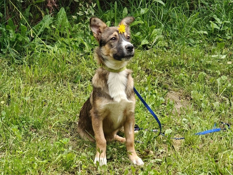Berry, geb 02/25 -  Kleiner Wirbelwind mit großem Herz 