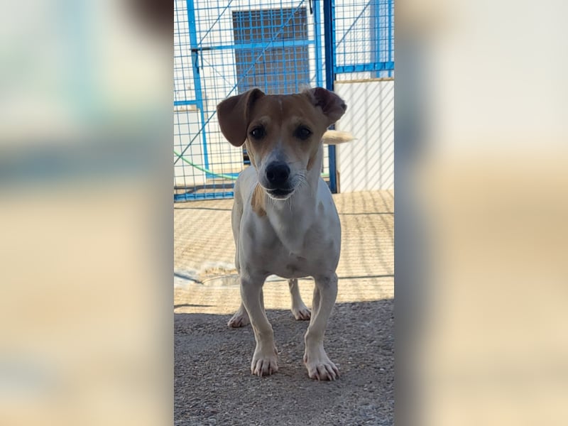 CHUPA ❤️ kleiner Schatz, Pflegefamilie Immenhausen