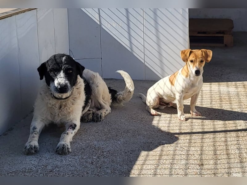 CHUPA ❤️ kleiner Schatz, Pflegefamilie Immenhausen