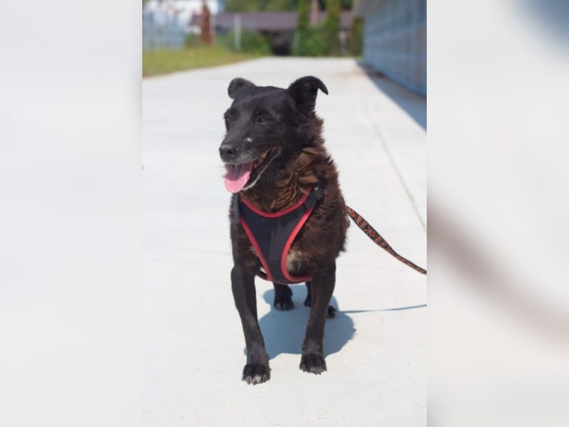 ●MOLLY● [ 6 Jahre, 40 cm ]