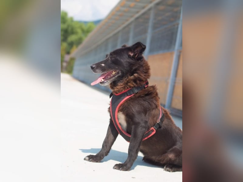 ●MOLLY● [ 6 Jahre, 40 cm ]