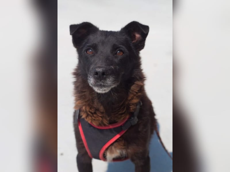 ●MOLLY● [ 6 Jahre, 40 cm ]