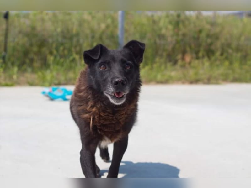 ●MOLLY● [ 6 Jahre, 40 cm ]