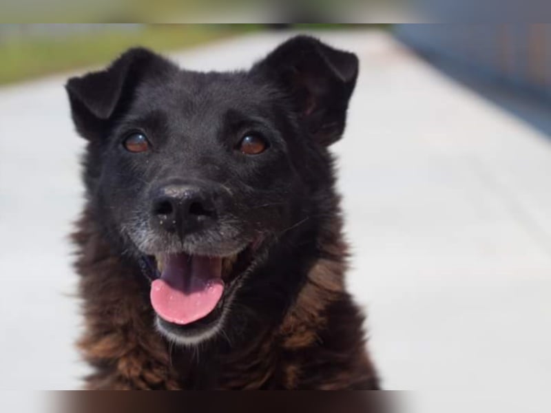 ●MOLLY● [ 6 Jahre, 40 cm ]