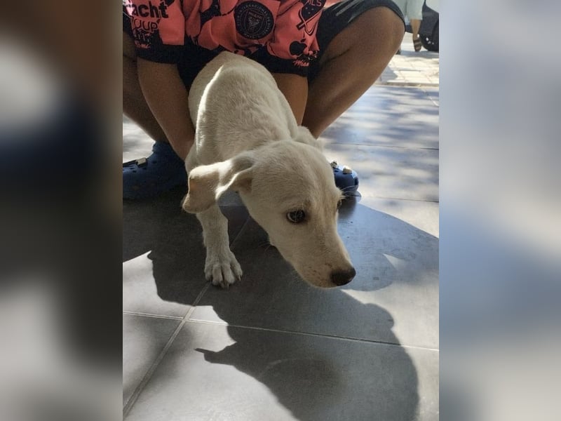 Kleiner Mischlingsjunghund (April 2025) YUKi sucht eine Familie!