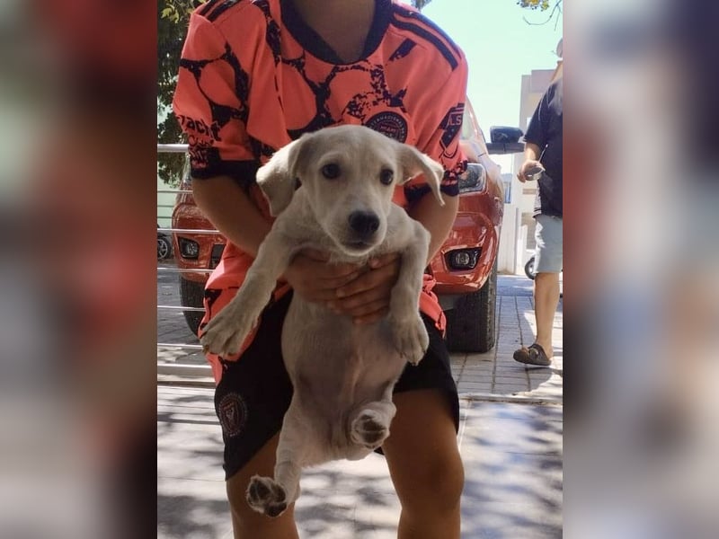 Kleiner Mischlingsjunghund (April 2025) YUKi sucht eine Familie!