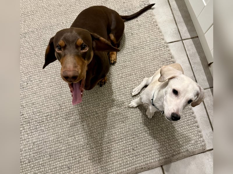 Kleiner Mischlingsjunghund (April 2025) YUKi sucht eine Familie!