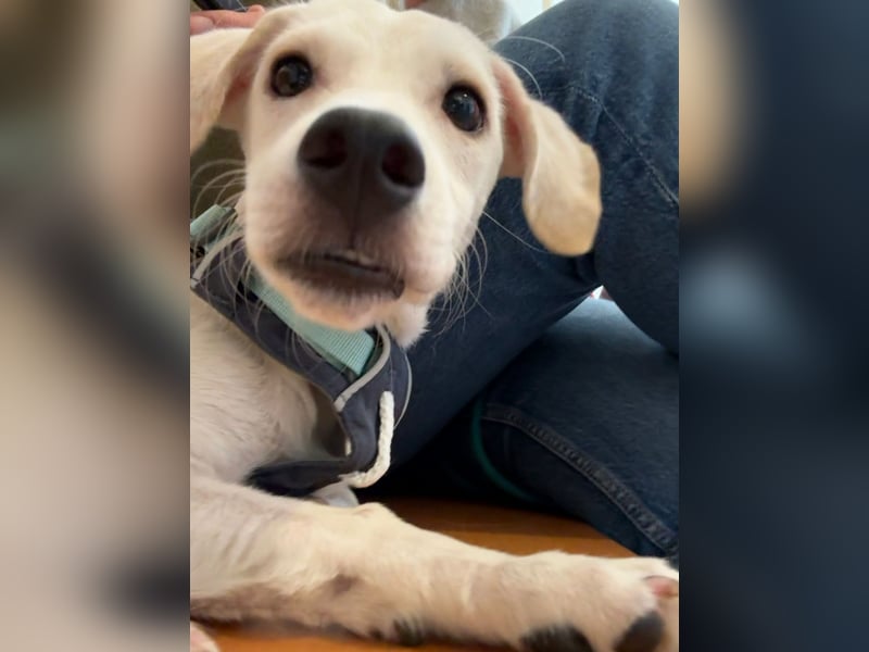 Kleiner Mischlingsjunghund (April 2025) YUKi sucht eine Familie!