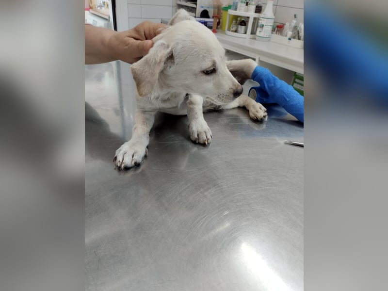 Kleiner Mischlingsjunghund (April 2025) YUKi sucht eine Familie!