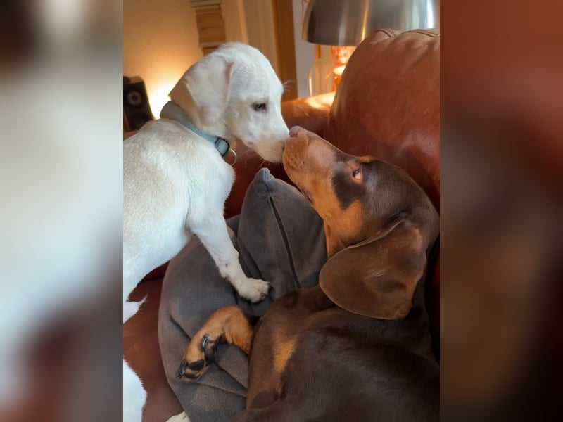 Kleiner Mischlingsjunghund (April 2025) YUKi sucht eine Familie!