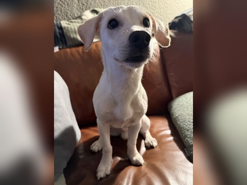 Kleiner Mischlingsjunghund (April 2025) YUKi sucht eine Familie!