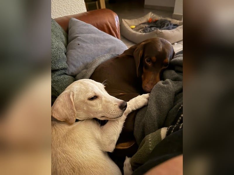 Kleiner Mischlingsjunghund (April 2025) YUKi sucht eine Familie!