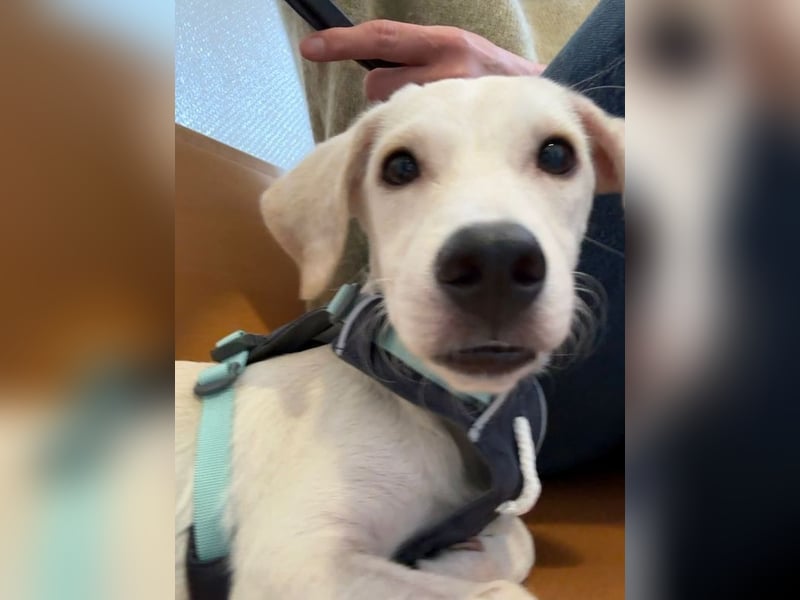 Kleiner Mischlingsjunghund (April 2025) YUKi sucht eine Familie!