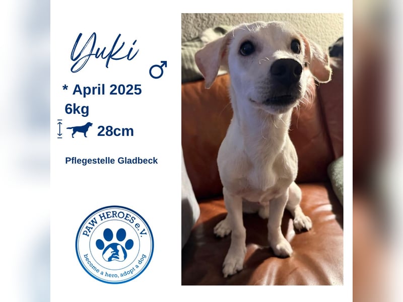 Kleiner Mischlingsjunghund (April 2025) YUKi sucht eine Familie!