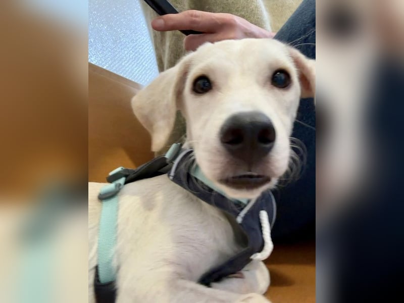 Kleiner Mischlingsjunghund (April 2025) YUKi sucht eine Familie!