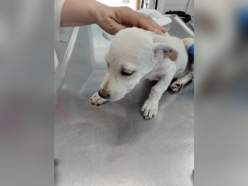 Kleiner Mischlingsjunghund (April 2025) YUKi sucht eine Familie!