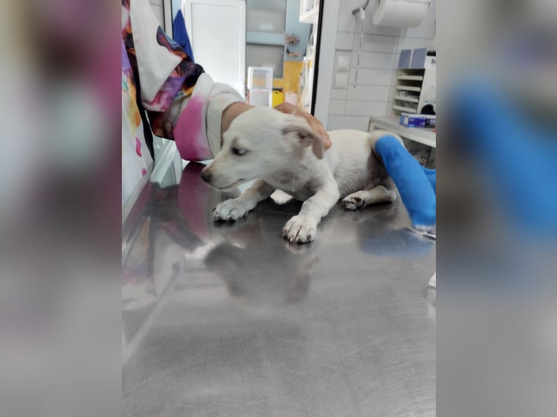 Kleiner Mischlingsjunghund (April 2025) YUKi sucht eine Familie!