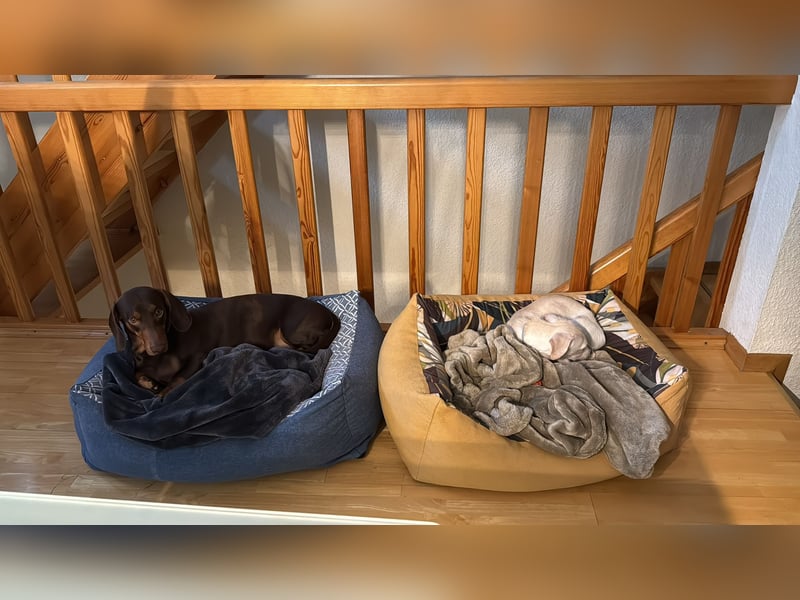 Kleiner Mischlingsjunghund (April 2025) YUKi sucht eine Familie!