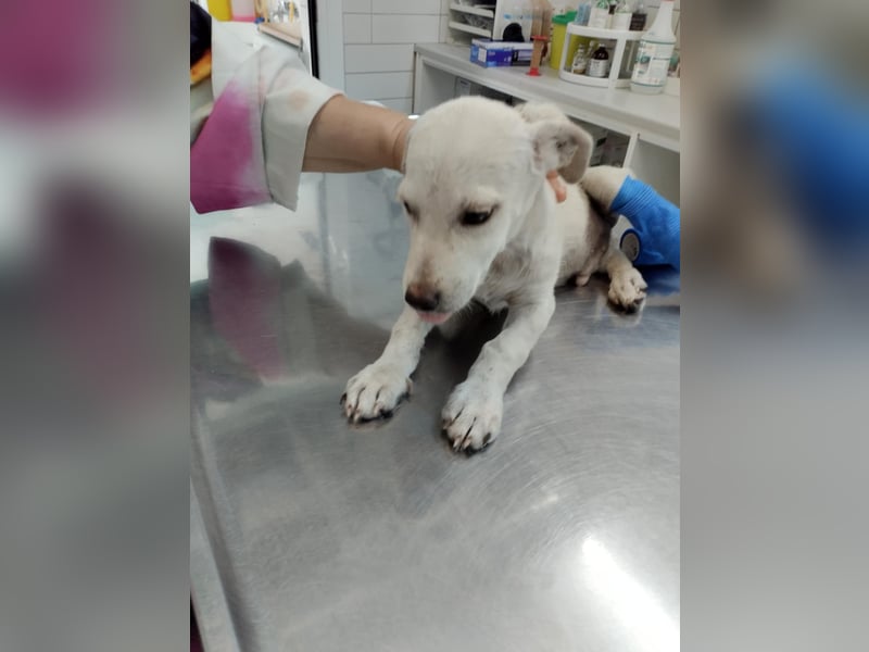 Kleiner Mischlingsjunghund (April 2025) YUKi sucht eine Familie!