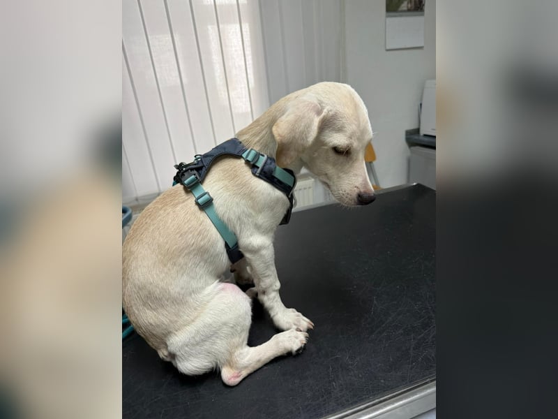 Kleiner Mischlingsjunghund (April 2025) YUKi sucht eine Familie!