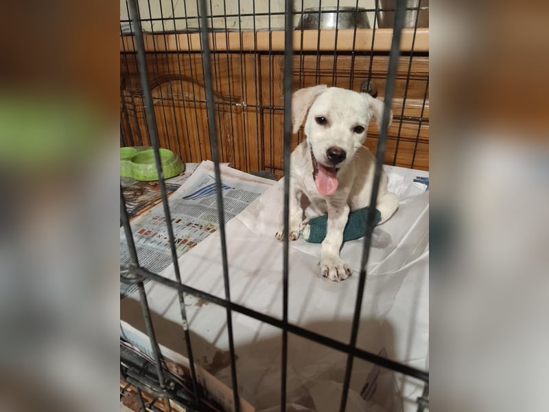 Kleiner Mischlingsjunghund (April 2025) YUKi sucht eine Familie!