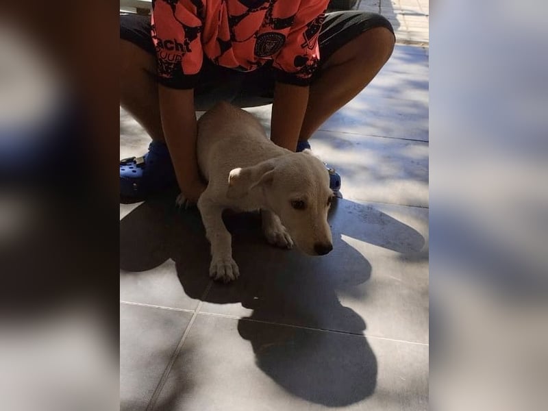 Kleiner Mischlingsjunghund (April 2025) YUKi sucht eine Familie!