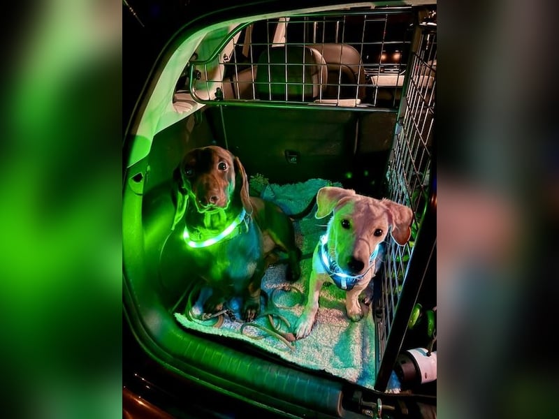 Kleiner Mischlingsjunghund (April 2025) YUKi sucht eine Familie!