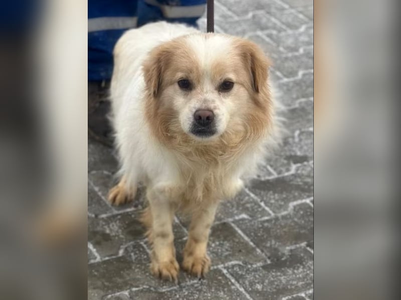 Lio - Rüde - geb. 01/2020