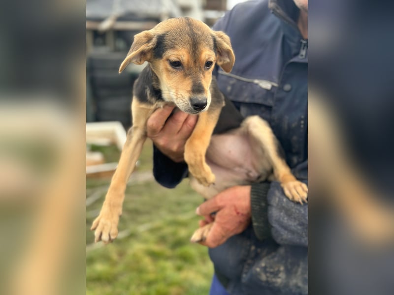 Daphne - Hündin - geb. 08/25